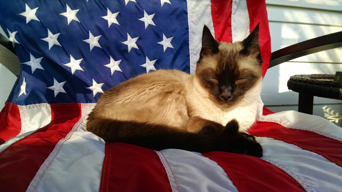 Photograph of Siamese cat sitting on American Flag