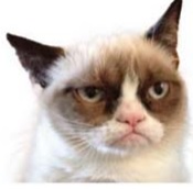 Picture of the face of "Tardar Sauce," the GRUMPY CAT