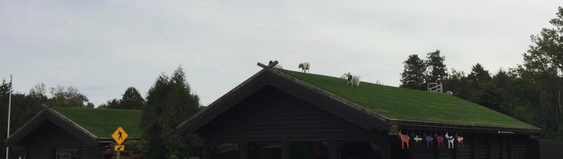 A photo of building topped by a sod-covered roof with live goats grazing on it