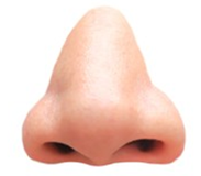 front view of a nose on a white background.